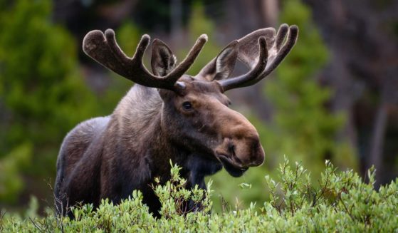 The above stock image is of a moose.
