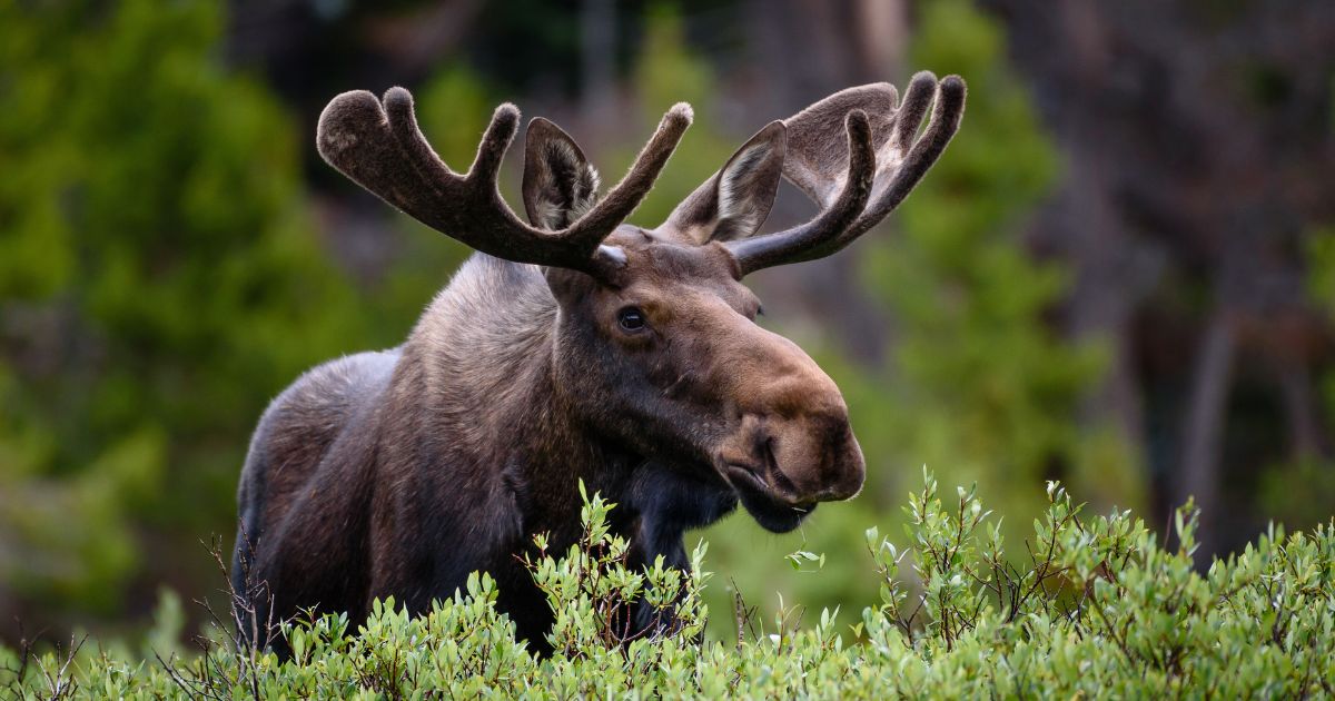 The above stock image is of a moose.