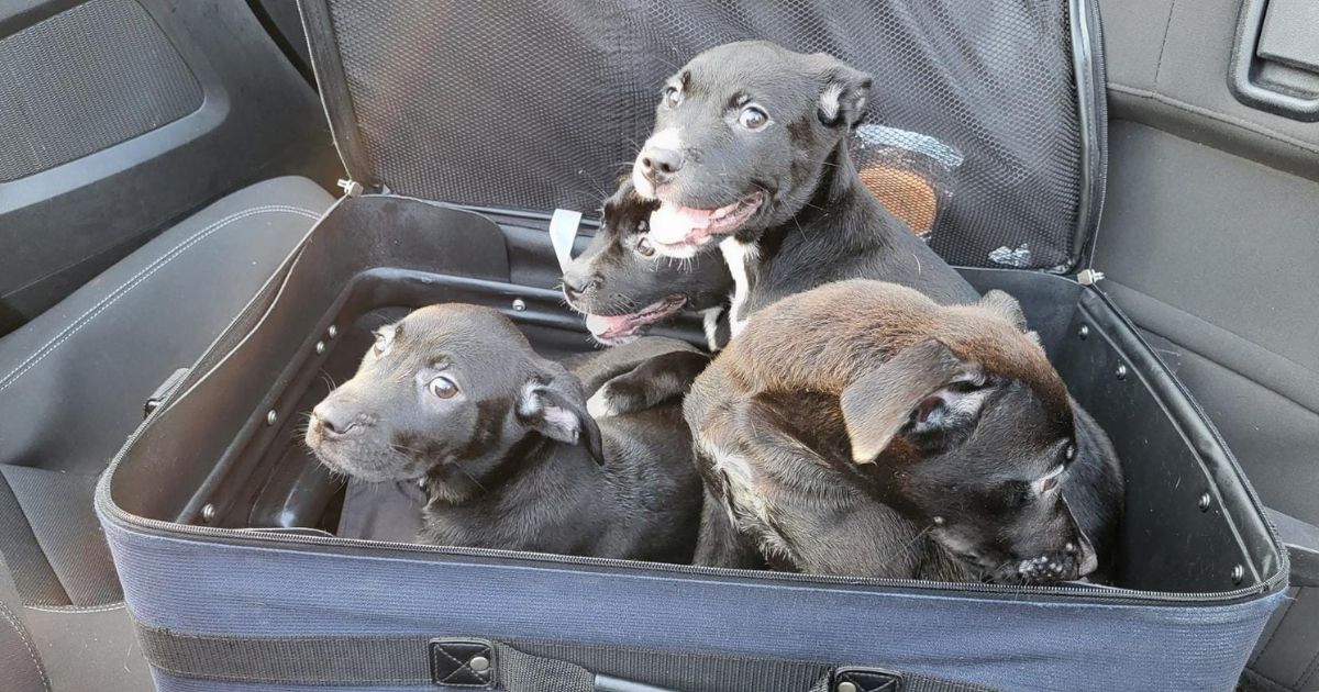 Four puppies were found in a suitcase in Guilford County, North Carolina, on Saturday.