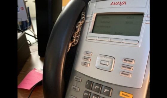 A snake is on a phone in a Lexington, Kentucky, school.