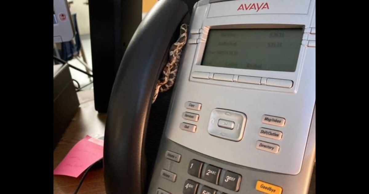 A snake is on a phone in a Lexington, Kentucky, school.