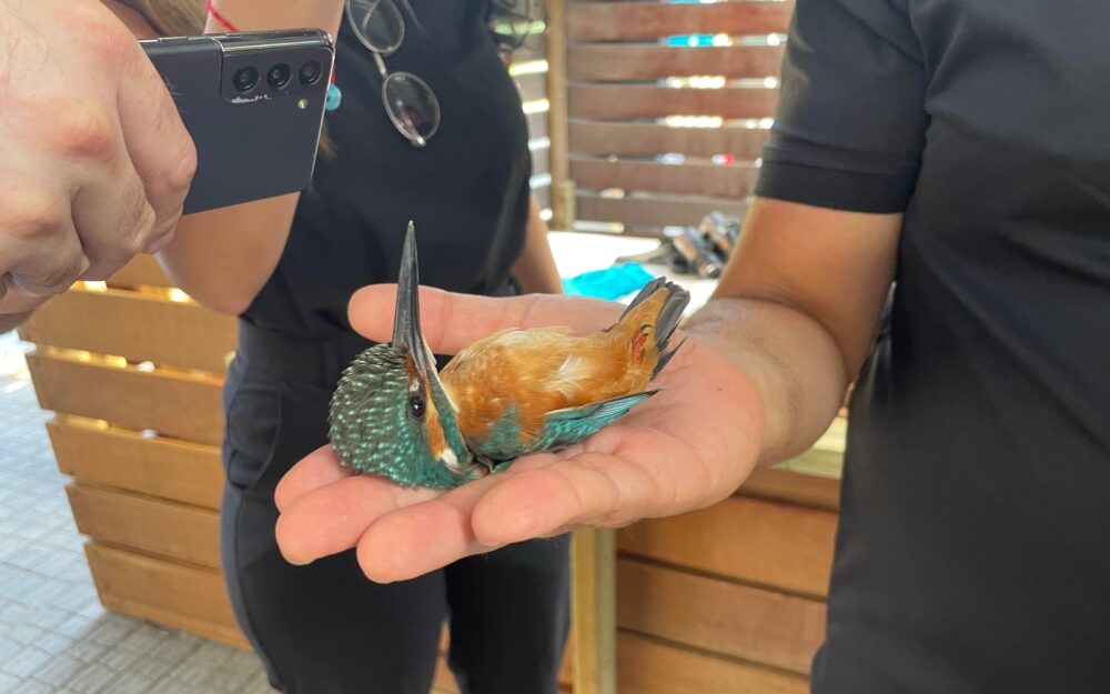A kingfisher resting calmly in the palm of an ornithologist at Rosh Tzipor. (Photo by Natalie Selvin)