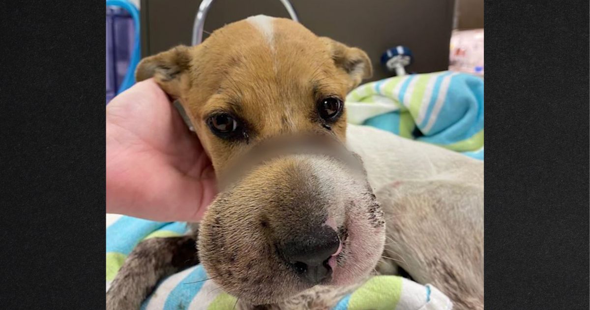 Authorities Offering K Reward After Finding Puppy That Suffered Gut-Wrenching Abuse