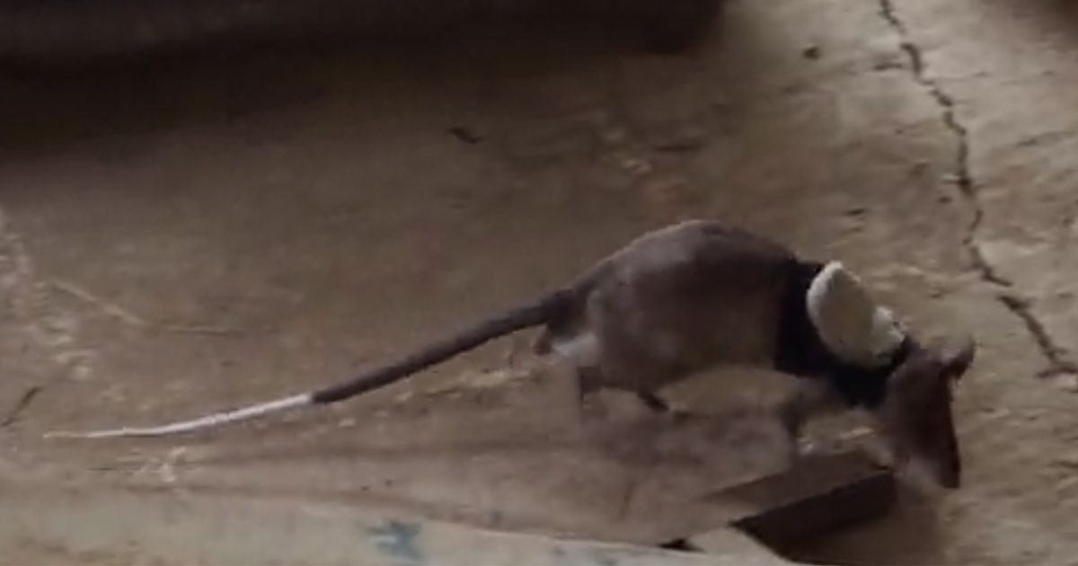 Backpack-wearing African pouched rats are being trained to find people under earthquake rubble.