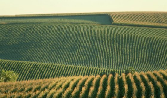 Rolling cornfields are seen near Schuyler, Nebraska.