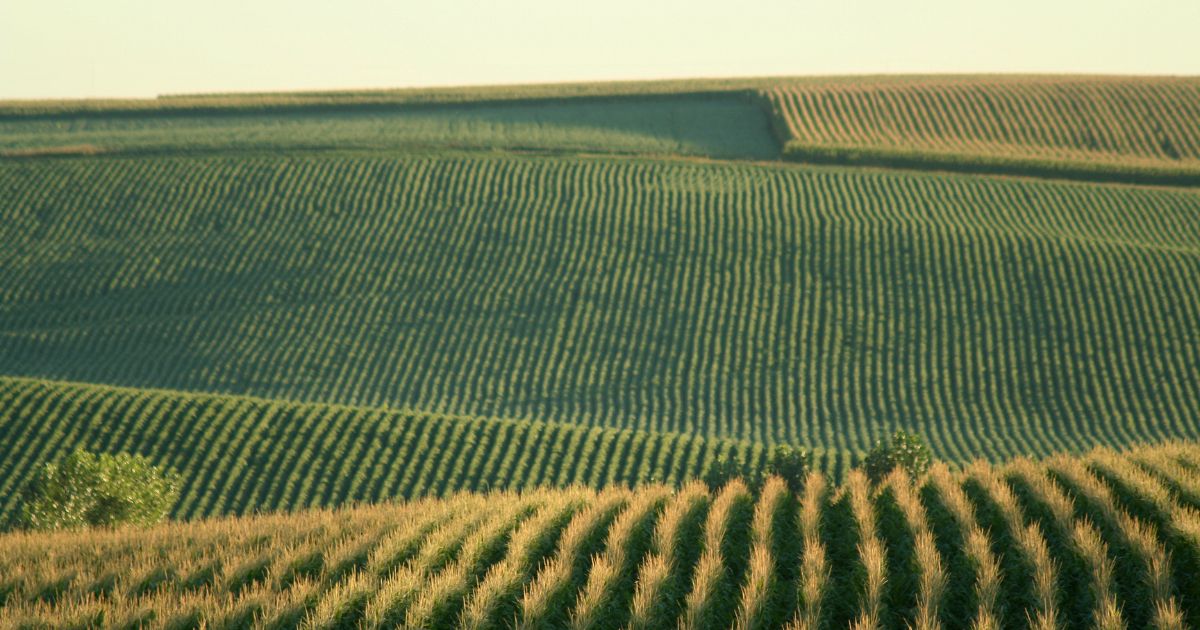 Rolling cornfields are seen near Schuyler, Nebraska.