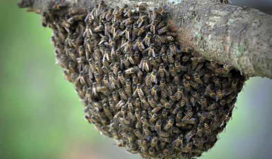 Honey bees are seen on a tree.