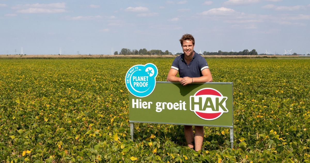 A farm grows kidney beans for HAK, one of the largest vegetable suppliers in Northern Europe.