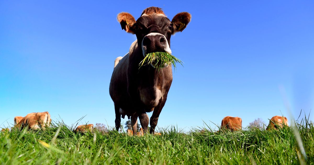 A cow eats grass on a dairy farm near Cambridge, New Zealand on May 31, 2018.