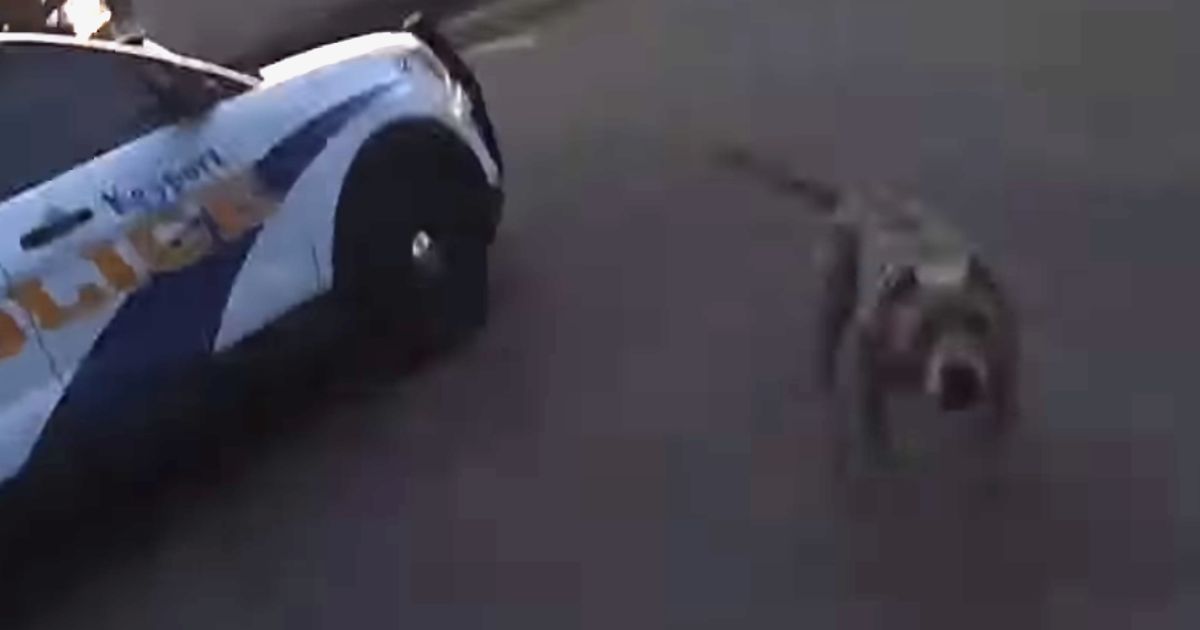 Police bodycam video appears to show the dog coming around the police car and charging the officer.