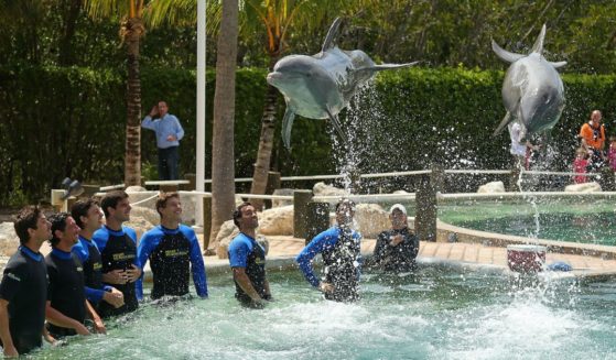 A group of onlookers watches while two dolphins perform a jump at the Miami Seaquarium on March 18, 2014.