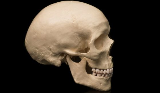 This is a stock photo of a human skull, but in the mountains of Taiwan, the discovery of 6,000-year-old bones -- a skull and a femur -- could prove that a local legend was fact-based.