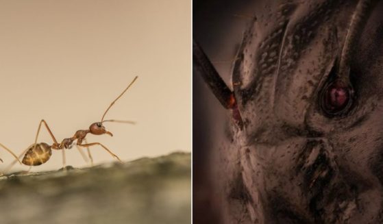 An ant on a branch, left; right, a microscopic close-up of an ant's face.