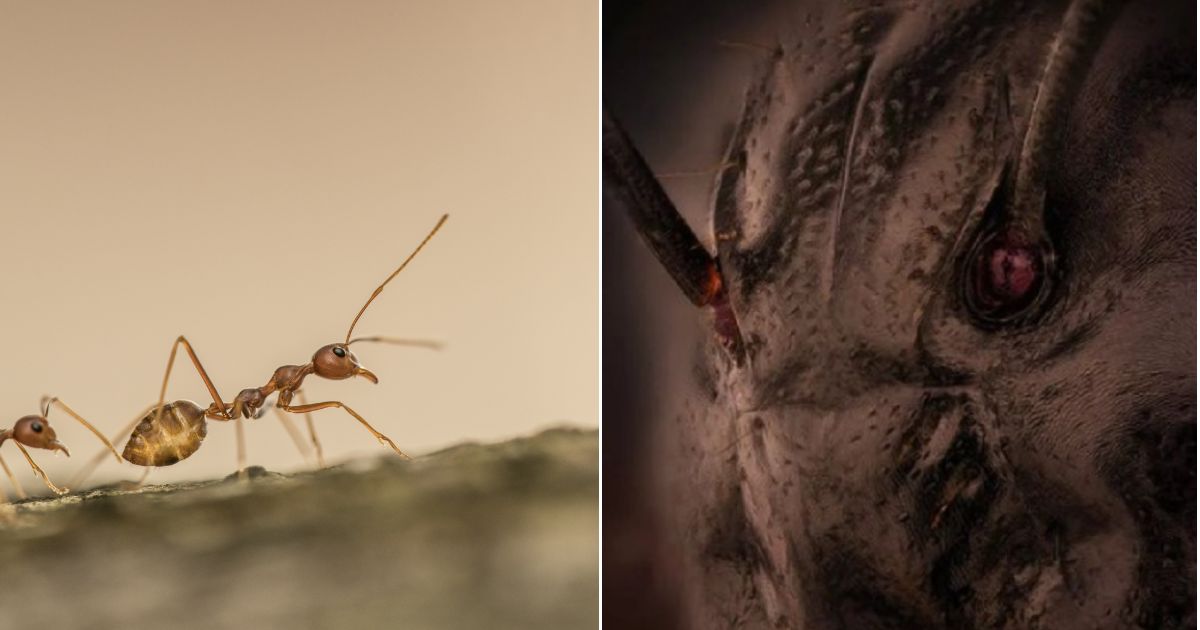 An ant on a branch, left; right, a microscopic close-up of an ant's face.