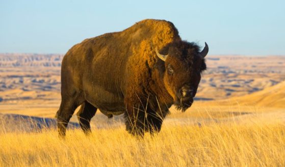 A bison bull is pictured in a stock photo from an autum in South Dakota.