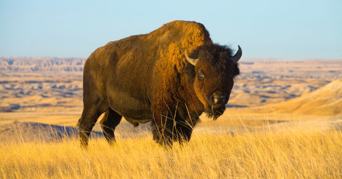 A bison bull is pictured in a stock photo from an autum in South Dakota.