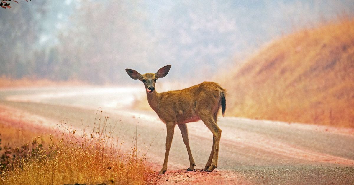 A deer stands on a road painted with fire retardant during the Carr fire near the town of Igo, California on July 28, 2018.