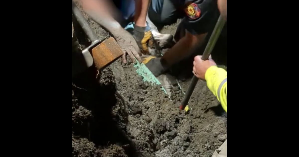 A dog was saved after falling in a storm drain on Saturday in West Fargo, North Dakota.