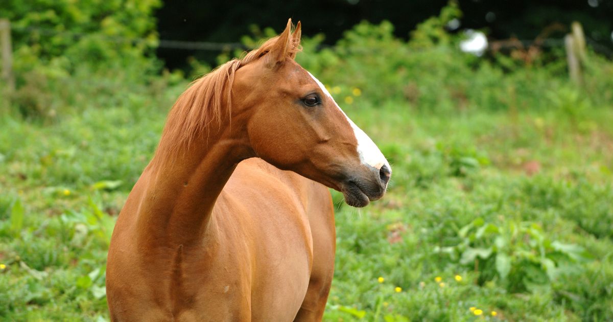 The above stock image is of a horse.