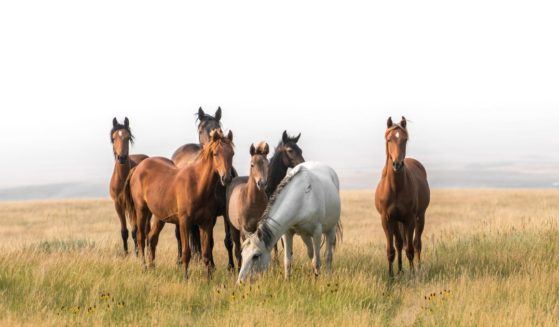 The above stock image is of wild horses.