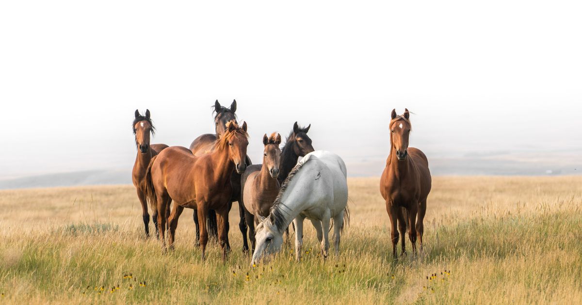 The above stock image is of wild horses.