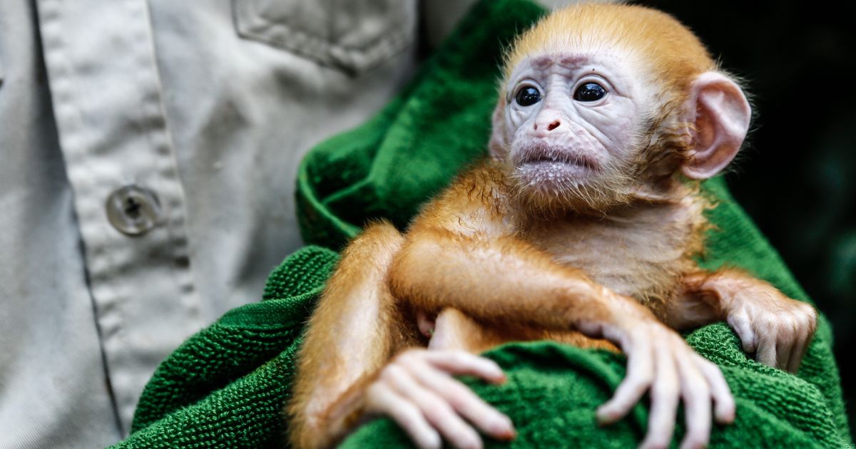 Chinese Bio-Tech Company Buys 1,400 Acres of US Land to Build Monkey Breeding 'Primate Facility'