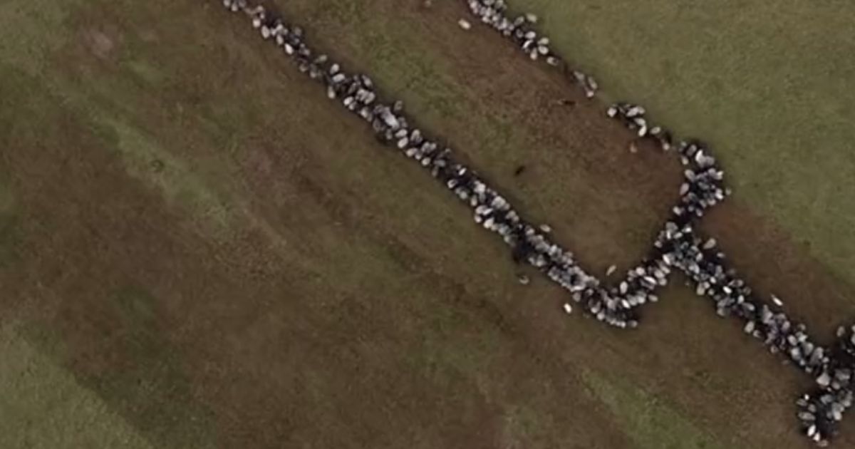 Sheep forming up in the shape of a syringe