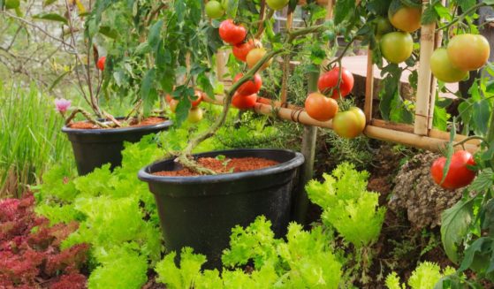 Tomatoes and other vegetables growing in a garden