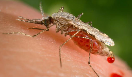 This photo provided by the Centers for Disease Control and Prevention shows a feeling female Anopheles stephensi mosquito on a human skin surface in the process of obtaining its blood meal through its sharp, needle-like labrum which is inserted into its human host.