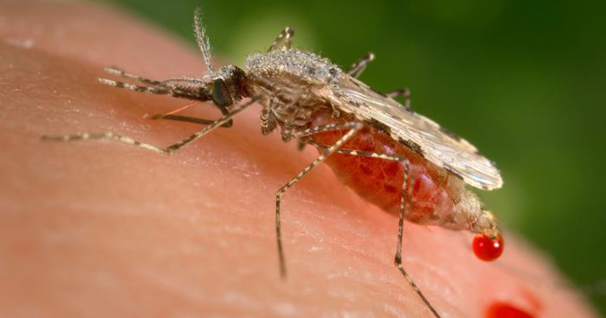 This photo provided by the Centers for Disease Control and Prevention shows a feeling female Anopheles stephensi mosquito on a human skin surface in the process of obtaining its blood meal through its sharp, needle-like labrum which is inserted into its human host.