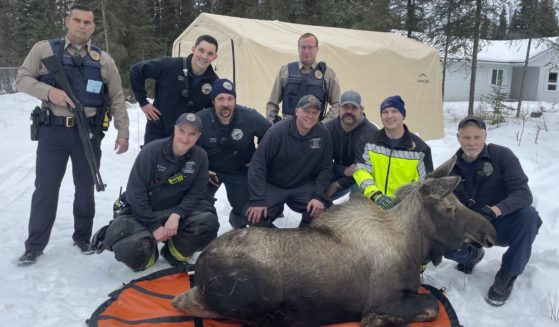 In this image provided by the Central Emergency Services on the Kenai Peninsula, firefighters and personnel from the Alaska Wildlife Troopers and Alaska Department of Fish and Game pose with the moose they helped rescue after it had fallen through a window well at a home in Soldotna, Alaska, on Sunday.