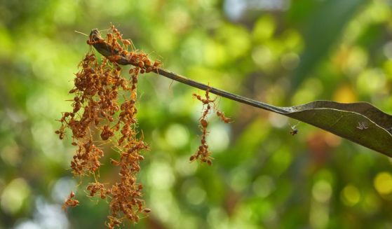 A group of Oecophylla smaragdina ants clinging onto a leaf stem.