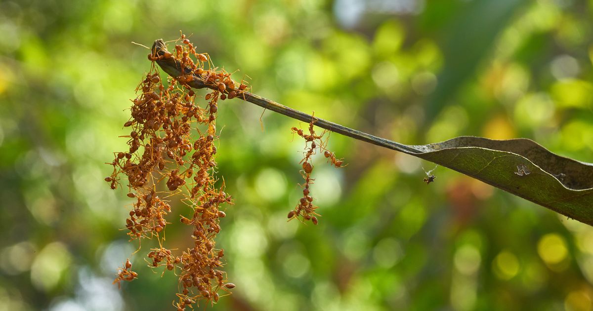 A group of Oecophylla smaragdina ants clinging onto a leaf stem.