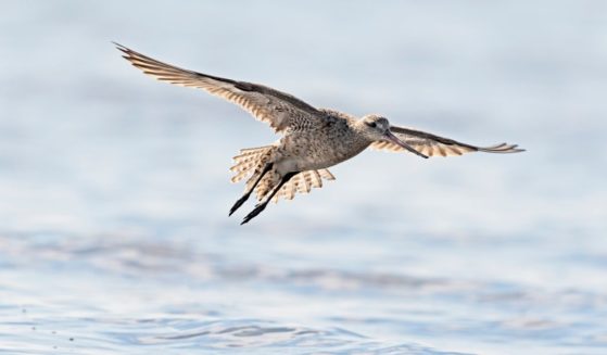A bar-tailed godwit flies over the water. One of the birds set a record by flying across the Pacific Ocean from Alaska to Australia.