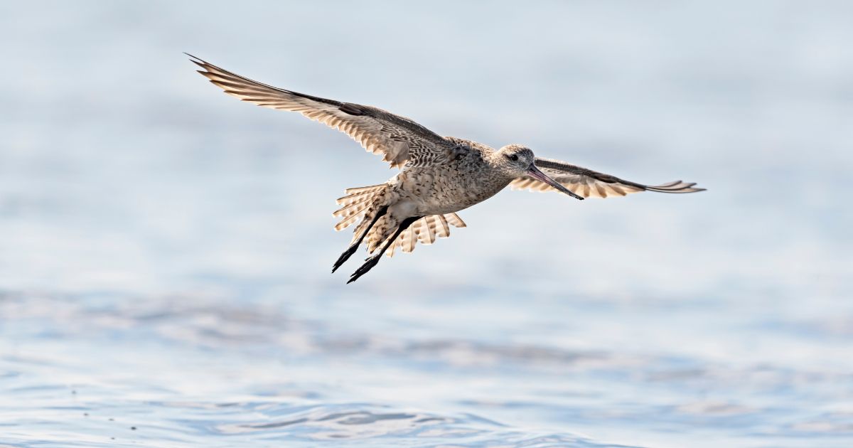 A bar-tailed godwit flies over the water. One of the birds set a record by flying across the Pacific Ocean from Alaska to Australia.