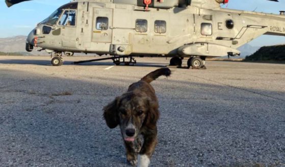 A Royal Navy aviators saved "KT" during a storm and are now raising funds to bring her with them and make her their squadron's mascot.