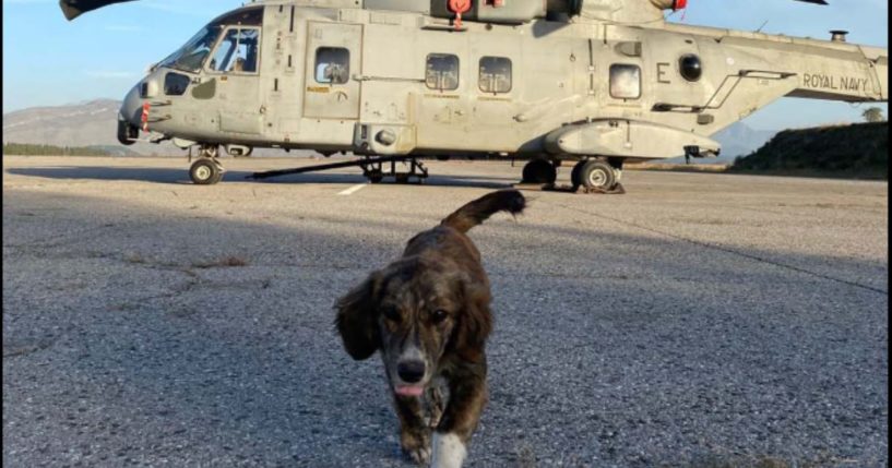 A Royal Navy aviators saved "KT" during a storm and are now raising funds to bring her with them and make her their squadron's mascot.