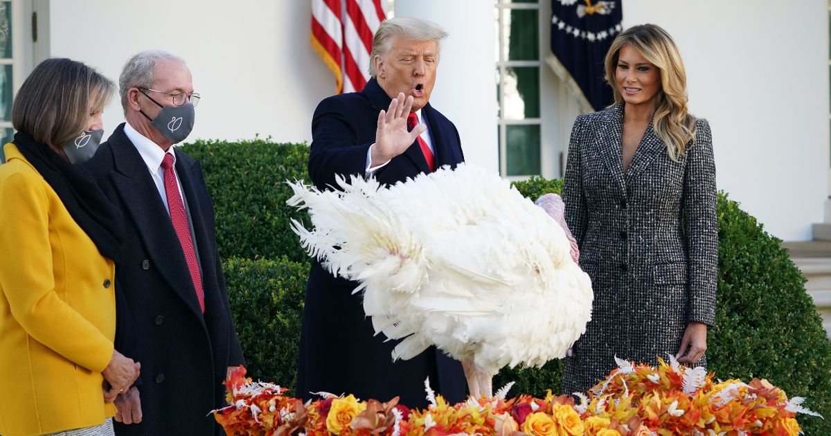 Then-President Donald Trump pardons Thanksgiving turkey "Corn" as his wife, Melania Trump, watches in the rose Garden of the White House in Washington, D.C., on Nov. 24, 2020.