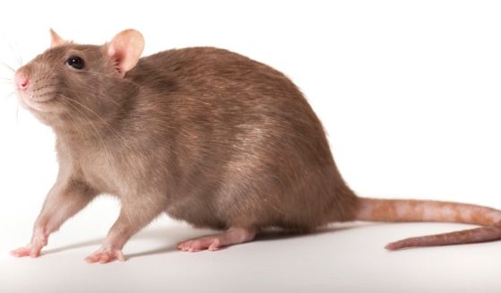 n a study, "Rats displayed innate -- that is, without any training or prior exposure to music -- beat synchronization," according to a professor at the University of Tokyo.