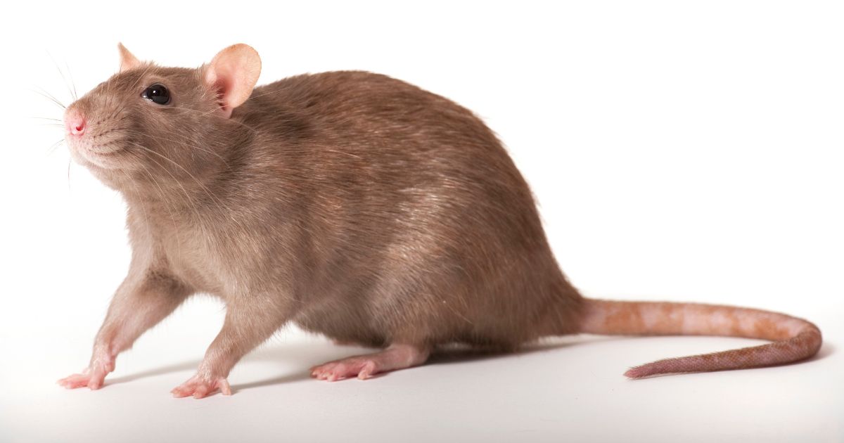 n a study, "Rats displayed innate -- that is, without any training or prior exposure to music -- beat synchronization," according to a professor at the University of Tokyo.