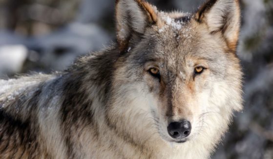 A gray wolf is shown in Yellowstone National Park, Wyoming, in this file photo provided by the National Park Service on Nov. 7, 2017.