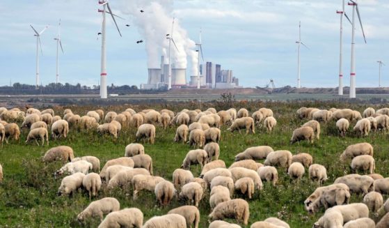 A flock of sheep graze in front of a coal-fired power plant at the Garzweiler open-cast coal mine near Luetzerath, Germany, on Oct. 16.