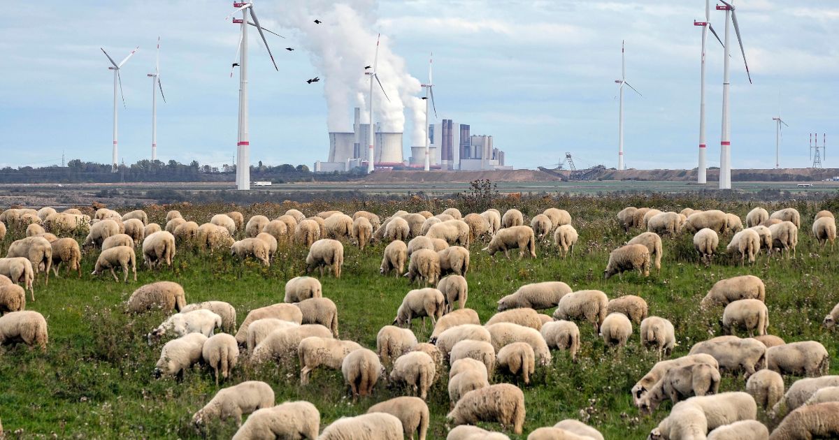 A flock of sheep graze in front of a coal-fired power plant at the Garzweiler open-cast coal mine near Luetzerath, Germany, on Oct. 16.