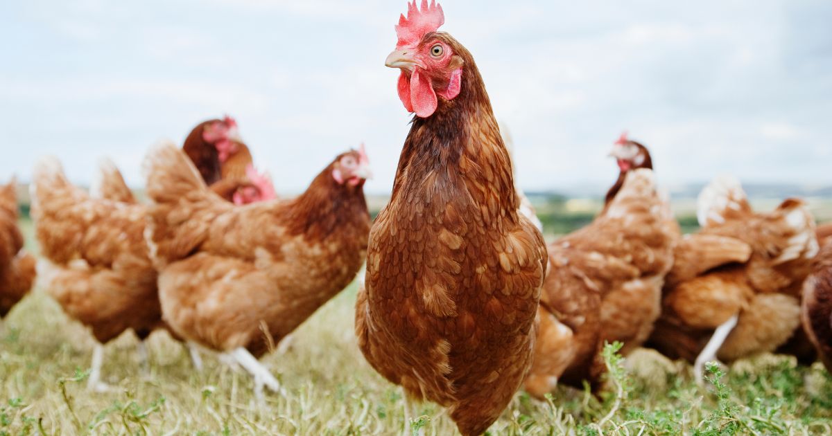 The above stock image is of chickens.