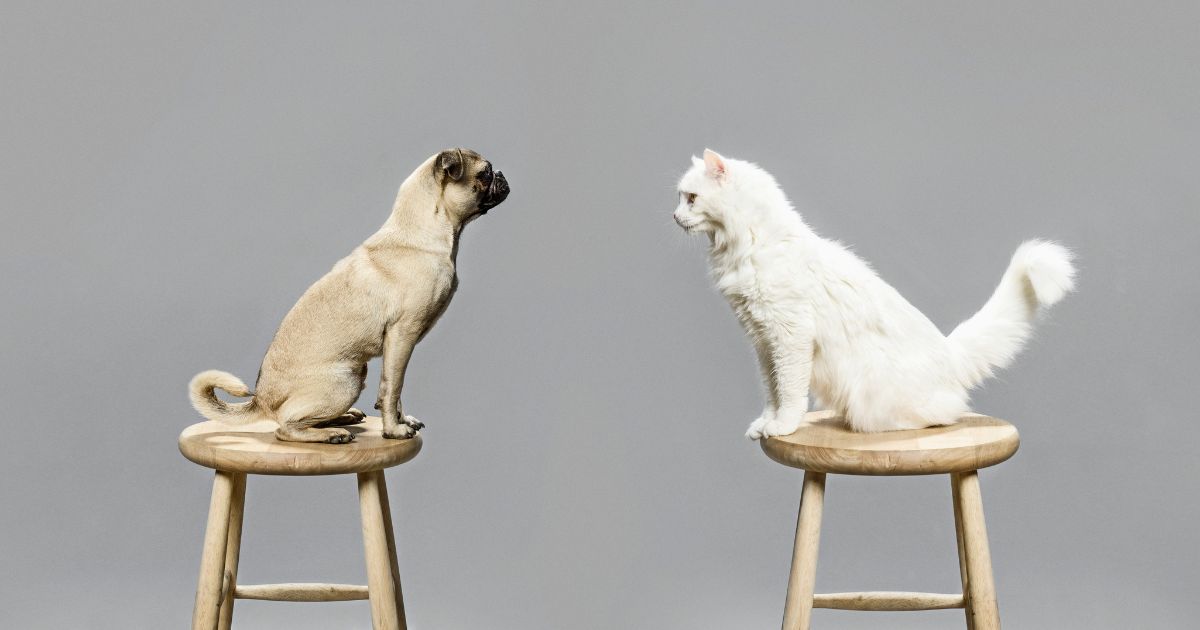 The above stock image is of a dog and a cat.