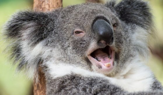 The above stock image is of a koala.