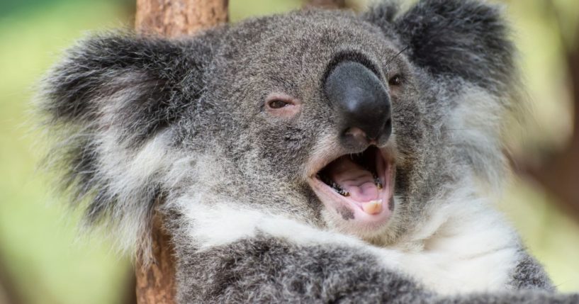 The above stock image is of a koala.
