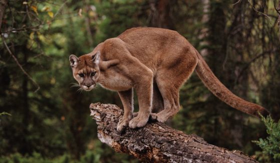 The above stock image is of a mountain lion.