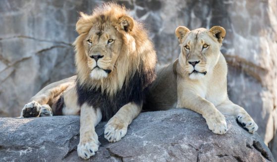 Lions are seen in a zoo in this stock image.