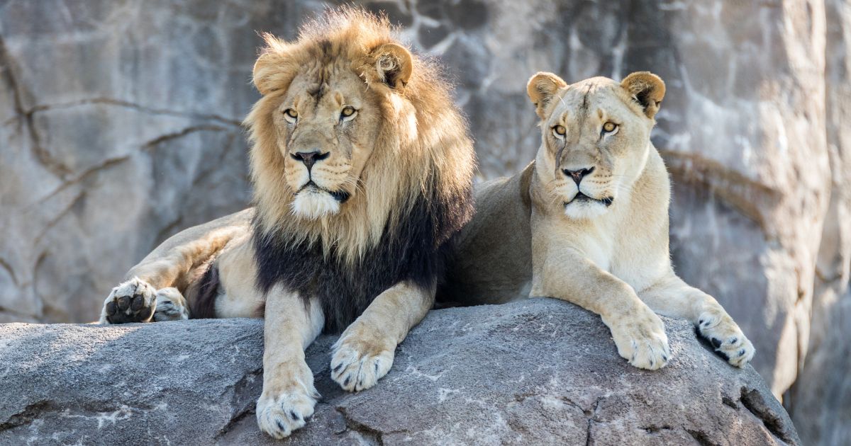Lions are seen in a zoo in this stock image.